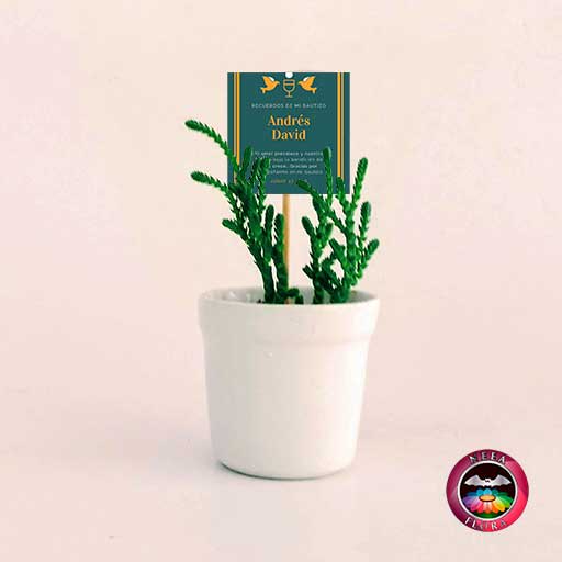 Recordatorio-suculenta-matera-cer%C3%A1mica-resinada-mediana-vaso-blanco-con-tarjeta-Neea-Flora_lr3lsm Suculentas recordatorios matera cerámica vaso 6x5cm blanco con tarjeta